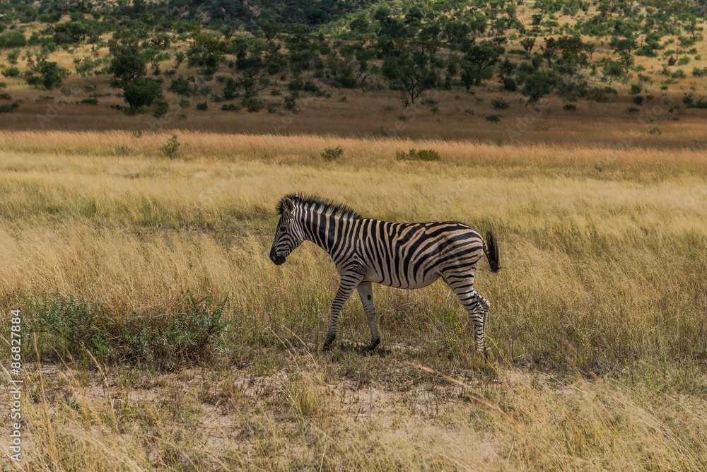 Naklejka premium Zebra. Pilanesberg national park. South Africa.