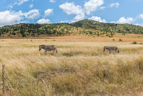 Zebra. Pilanesberg national park. South Africa. 