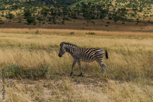 Zebra. Pilanesberg national park. South Africa.  