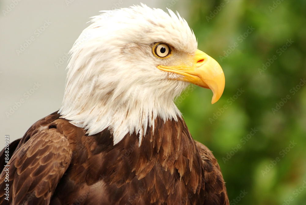 Portrait of a bald eagle Portrait of a bald eagle