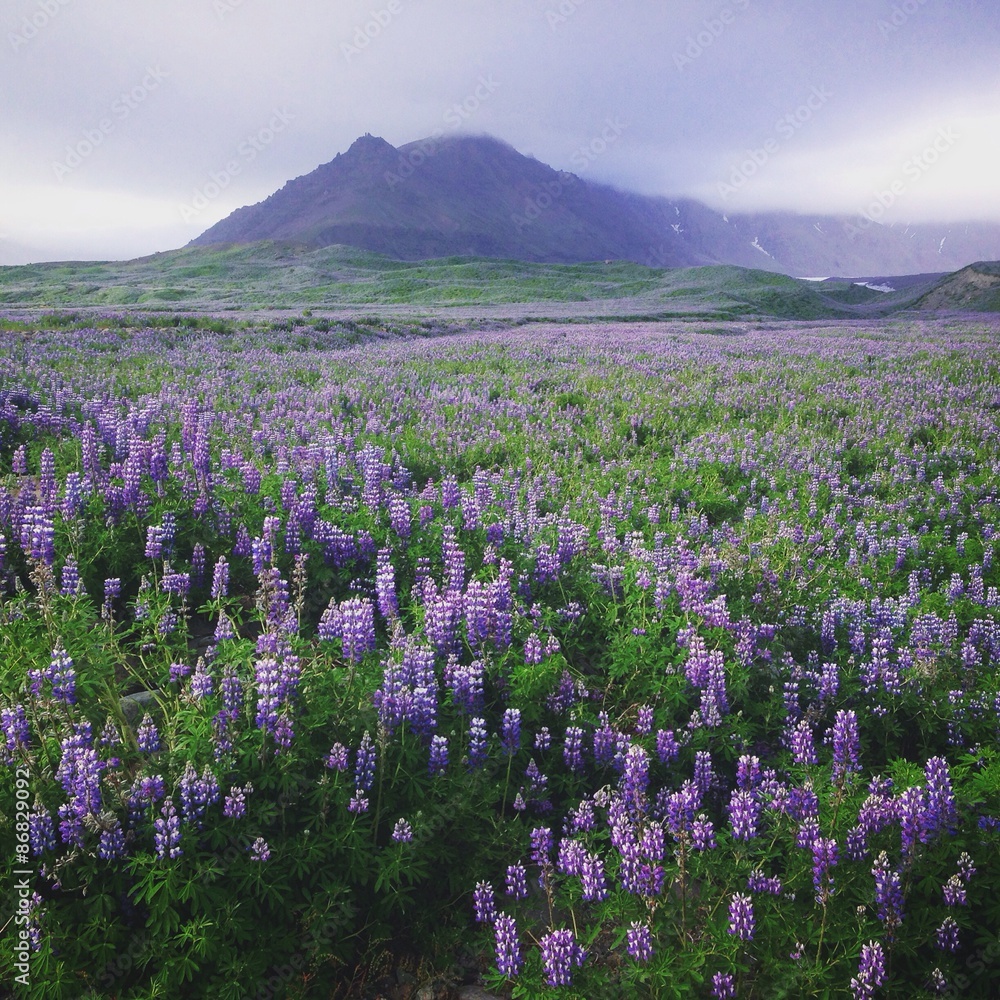 Fototapeta premium flower field in Iceland