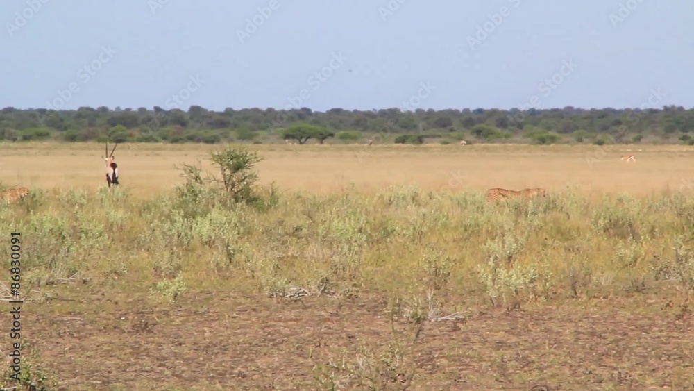 cheetahs three hunting cheetahs three hunting