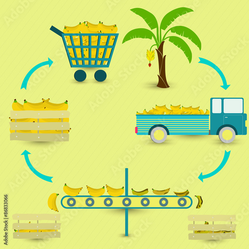 Banana production steps. Banana tree, harvest, transport, separation of healthy and rotten bananas, sale at the grocery store. In a circular scheme.