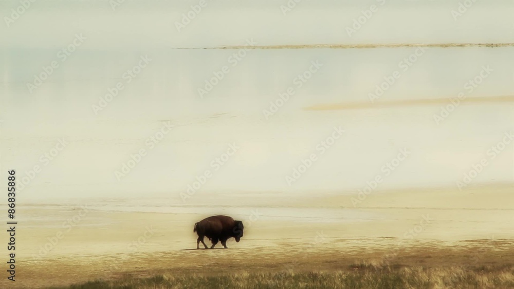 Buffalo walks across desert Buffalo walks across desert