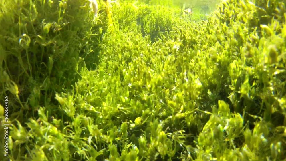 a clear ground spring underwater shot a clear ground spring underwater shot