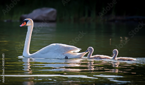Cuadro en lienzo famiglia di cigni (lago di Como)