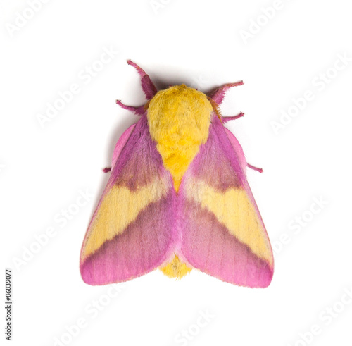 Rosy Maple Moth