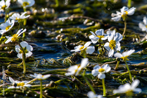 Flowers of the underwater plant photo