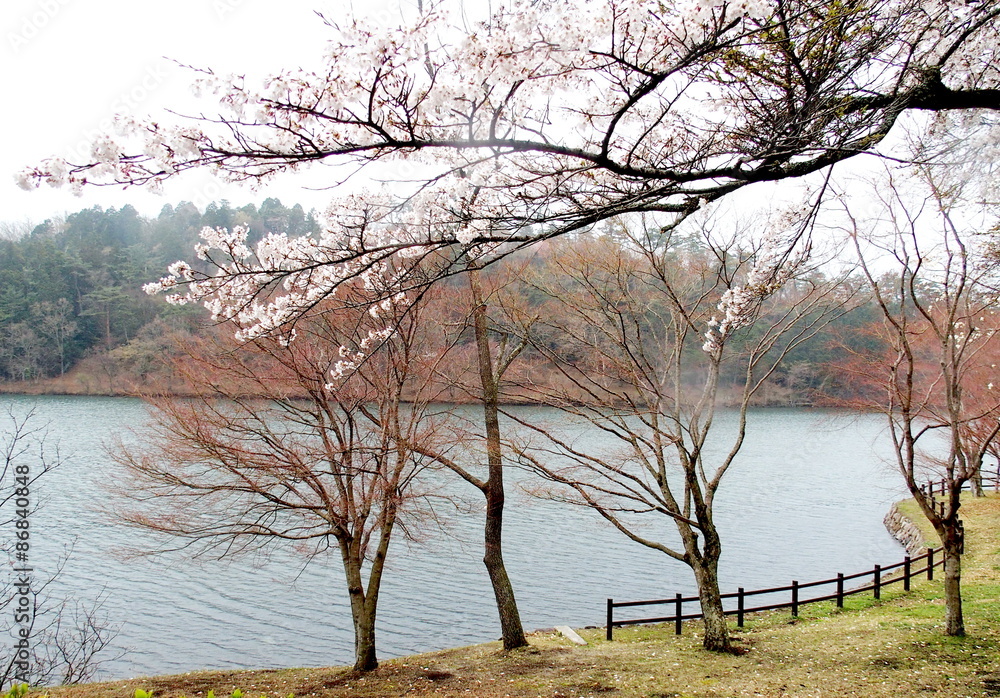 志高湖のサクラ