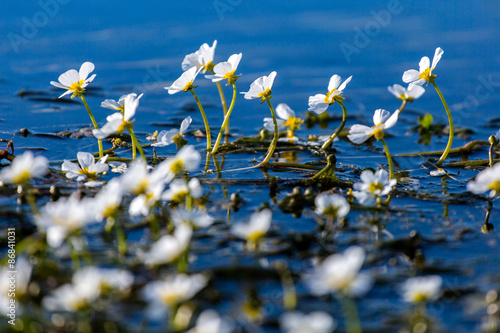 Flowers of the underwater plant photo