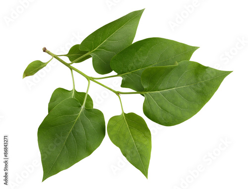 Obraz na plátne Lilac Leaf