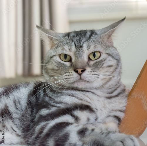 American shorthair cat © topphotoengineer