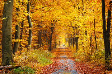 Keuken achterwand Bosweg Herfstbos met gouden bladeren  © sborisov