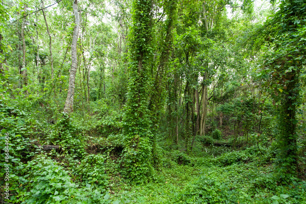 Rain forest, view in summer Rain forest, view in summer