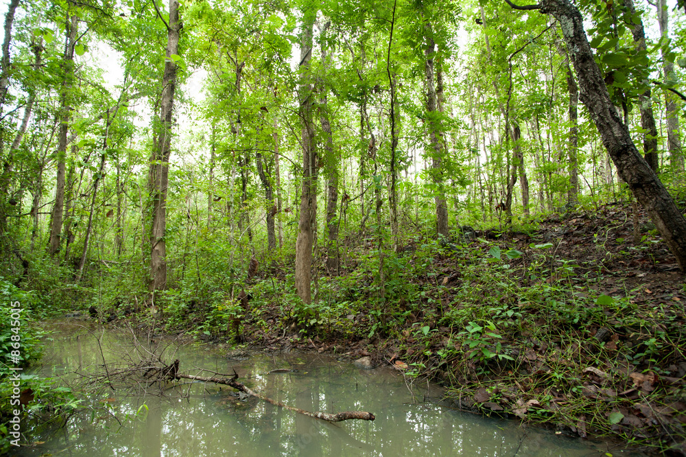 Obraz premium Rain forest, view in summer