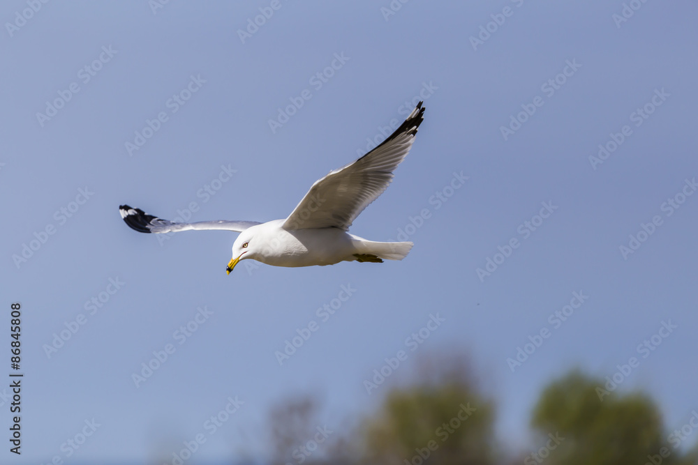 Flying seagull, eyeing on a fish and about to dive in water. Flying seagull, eyeing on a fish and about to dive in water.