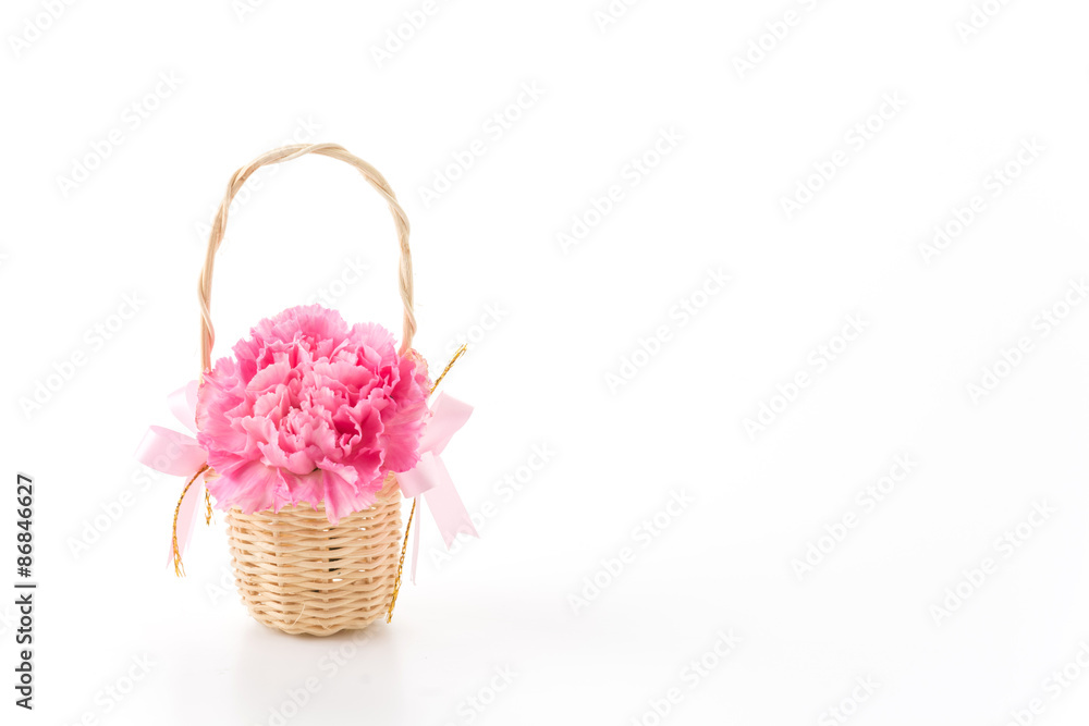 pink carnations flower pink carnations flower