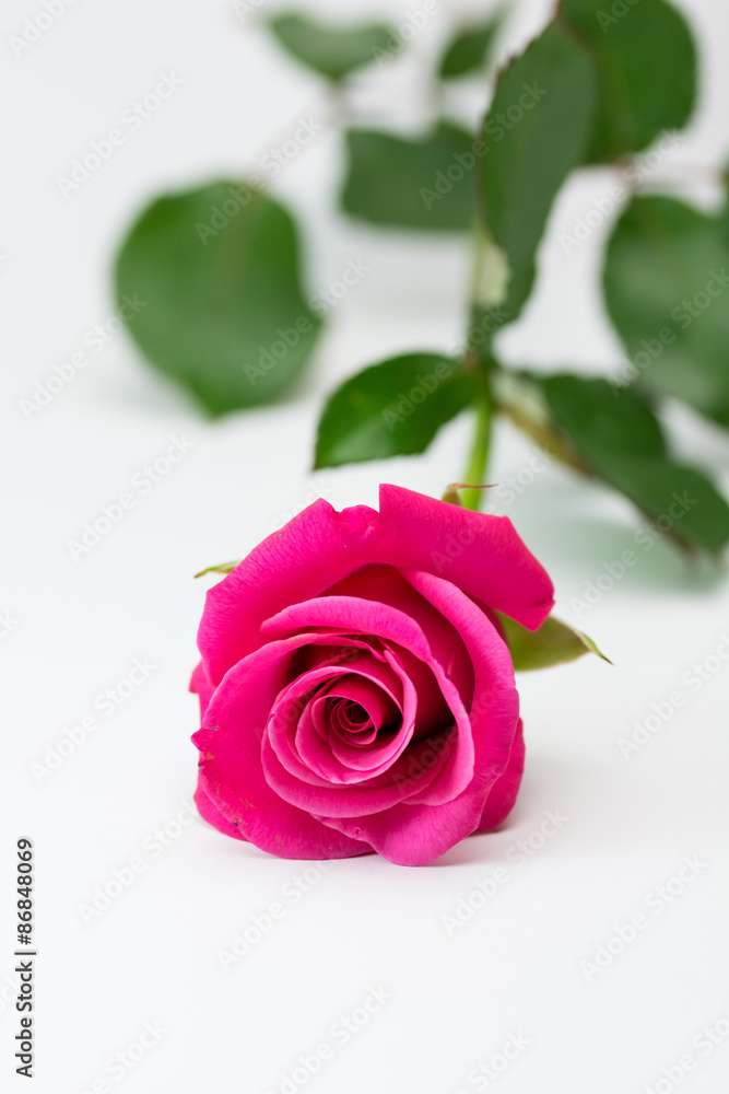 Fototapeta premium 薔薇