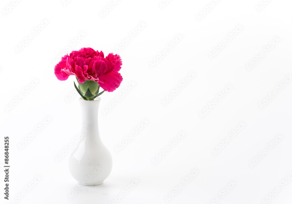 red carnations flower
