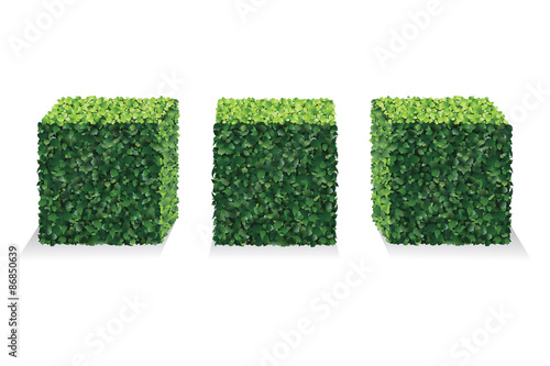 Square Bushes
