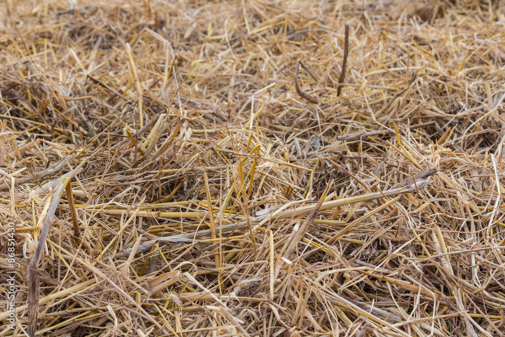 Texture of dry straw on the floor Texture of dry straw on the floor