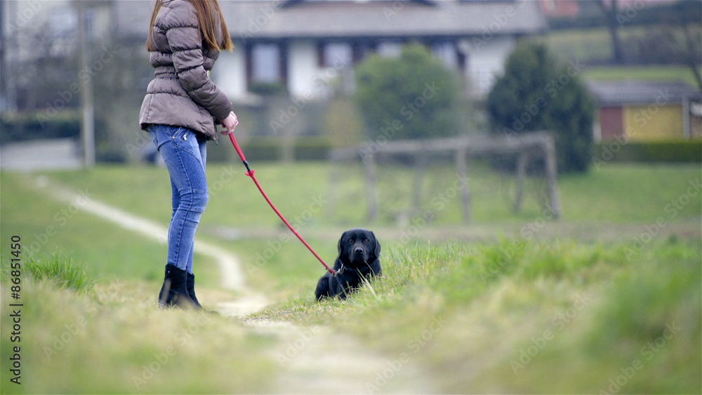 Dog laying on grass and continue to walk Dog laying on grass and continue to walk
