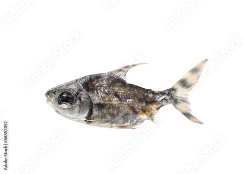 Dead Fish on white background