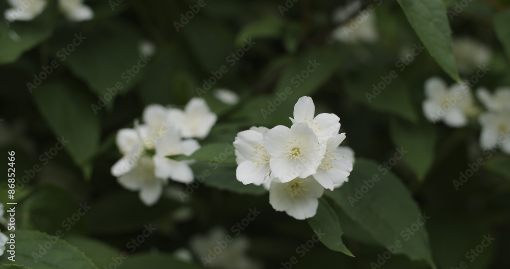 jasmine flowers in bloom outdoor photo jasmine flowers in bloom outdoor photo