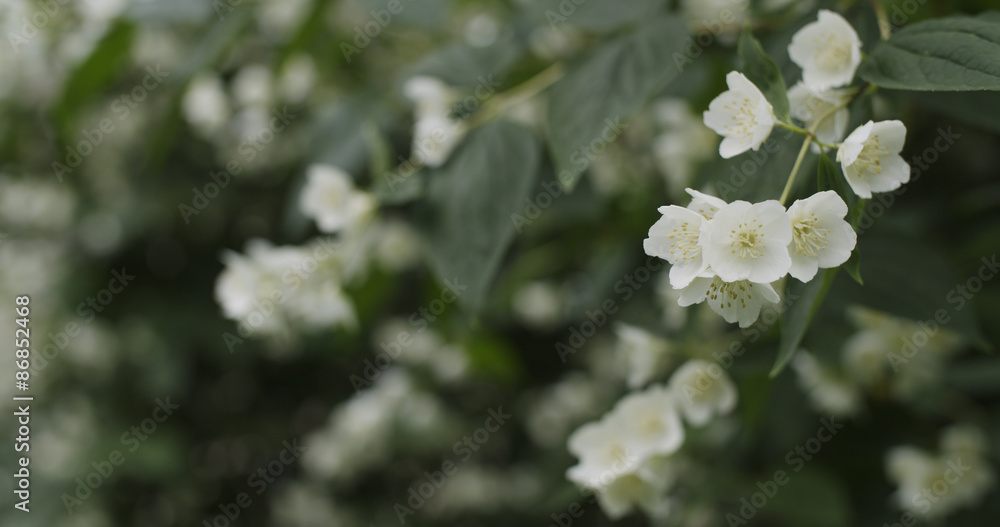 jasmine flowers in bloom outdoor photo jasmine flowers in bloom outdoor photo