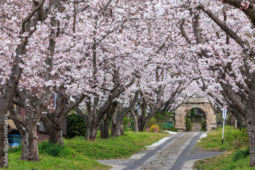 桜のアーチ＠佐賀県武雄市 © TOMO