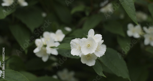 jasmine flowers in bloom outdoor photo
