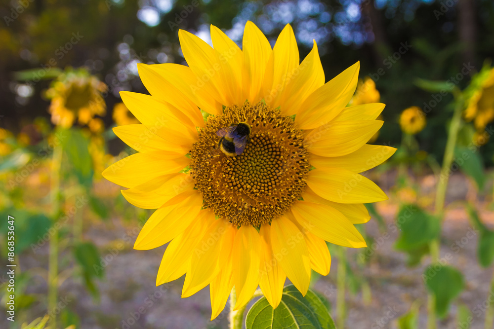 Obraz premium Foto di un ape sul girasole