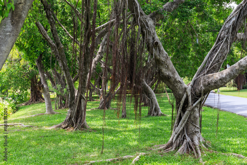 The banyan trees in the public park The banyan trees in the public park