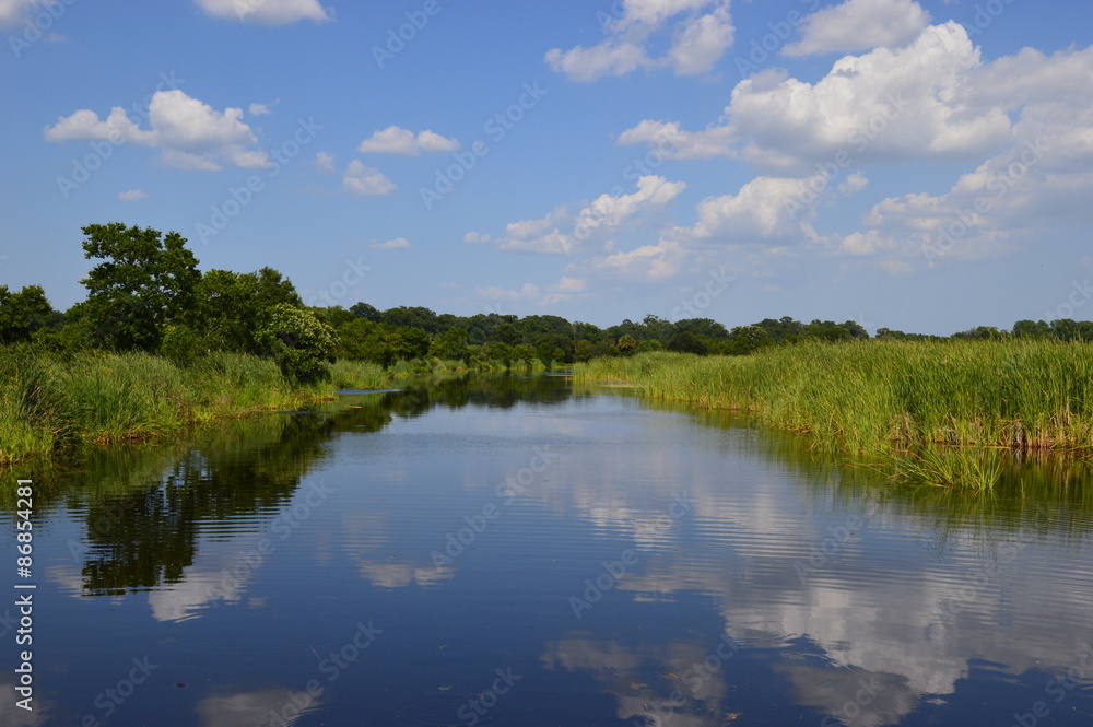 Fototapeta premium Southern Swamps