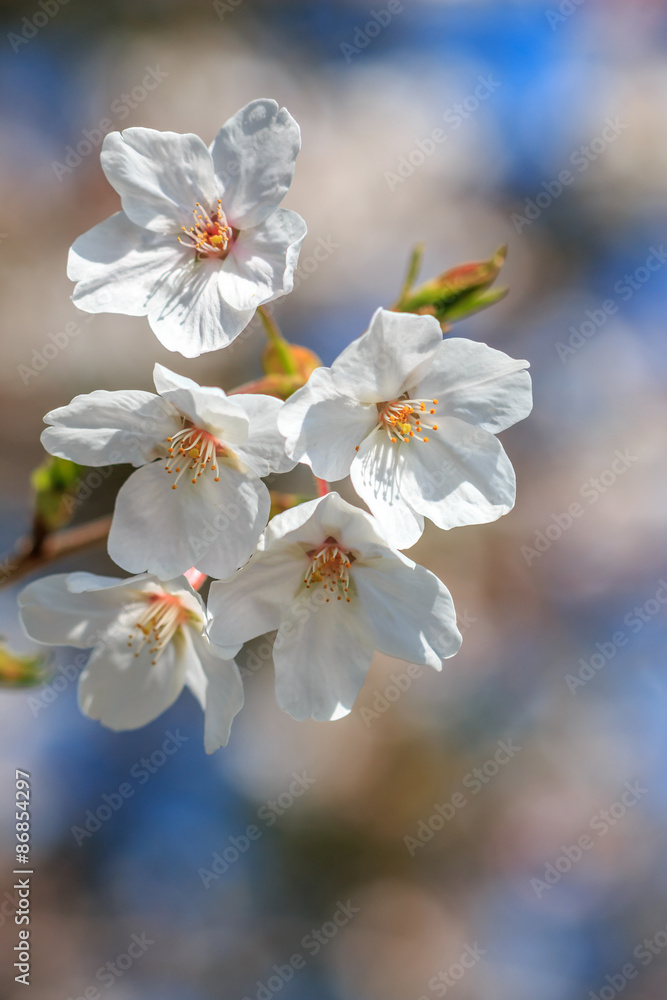 Obraz premium 桜の花