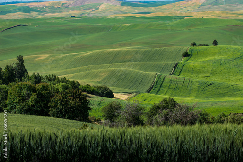 View of Steptoe Butte, Palouse Country in eastern Washington photo