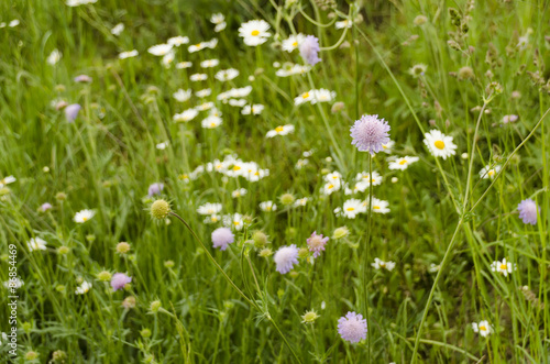 daisy flowers in the meadow