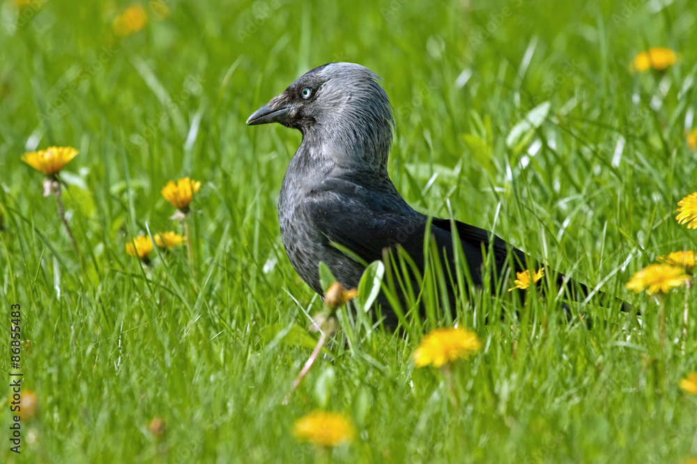 Obraz premium Jackdaw (Coloeus monedula)