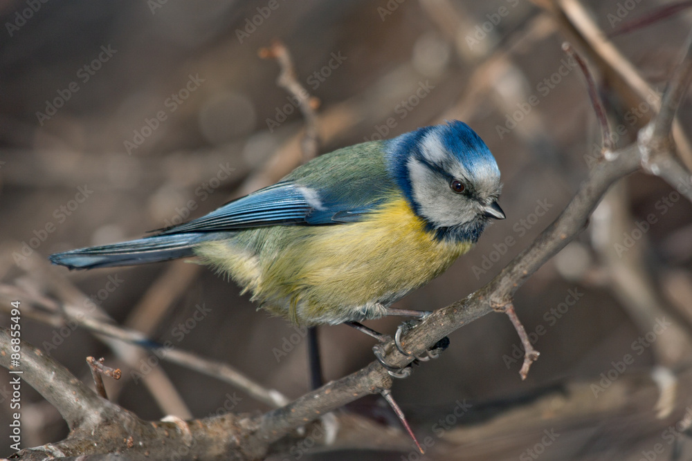 Obraz premium Blue Tit (Cyanistes caeruleus or Parus caeruleus)