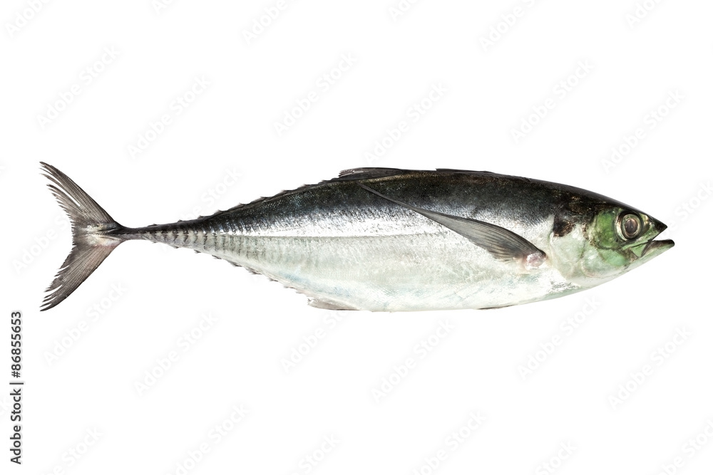 torpedo scad (Finny scad, Finletted mackerel scad) isolated on torpedo scad (Finny scad, Finletted mackerel scad) isolated on