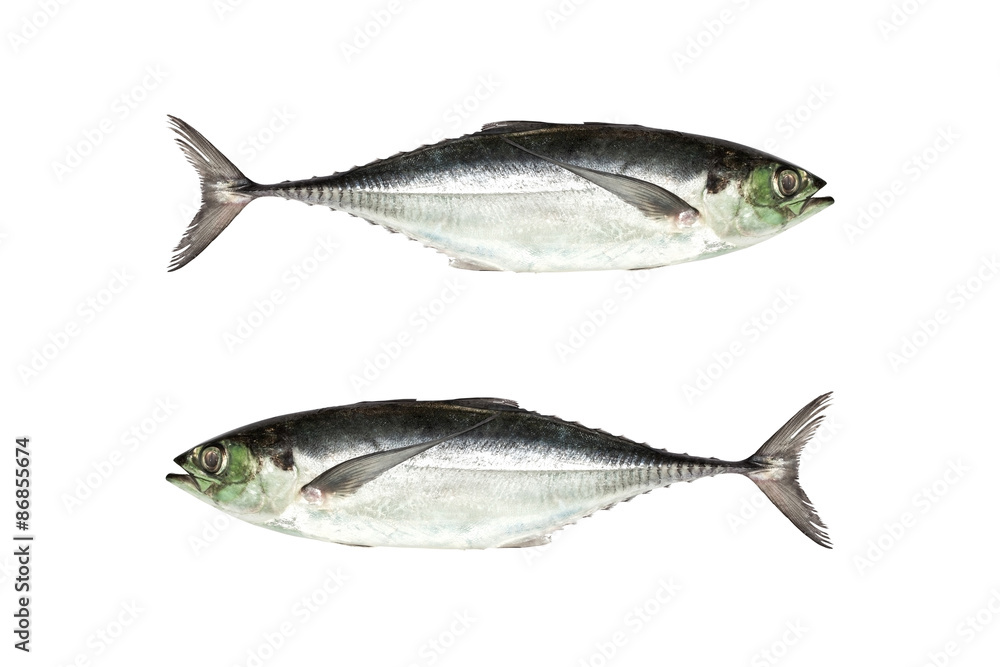 torpedo scad (Finny scad, Finletted mackerel scad) isolated on torpedo scad (Finny scad, Finletted mackerel scad) isolated on