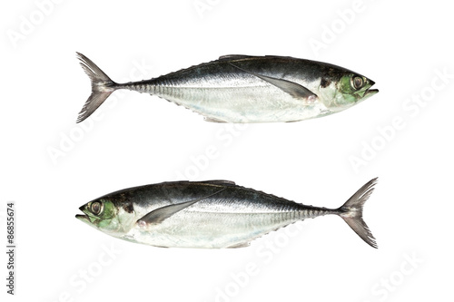  torpedo scad (Finny scad, Finletted mackerel scad) isolated on