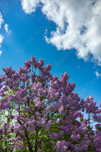 Lilac s flowers