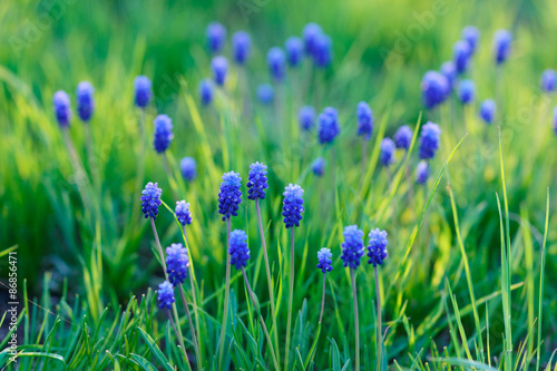 Blue spring flowers. shallow focus