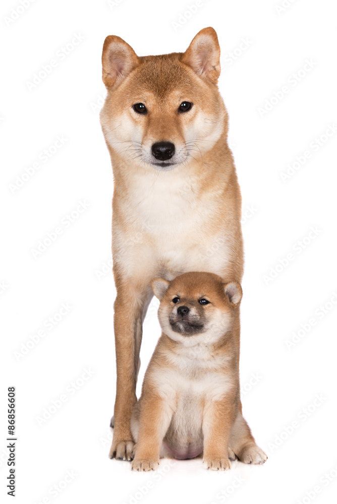 red shiba inu dog and her puppy