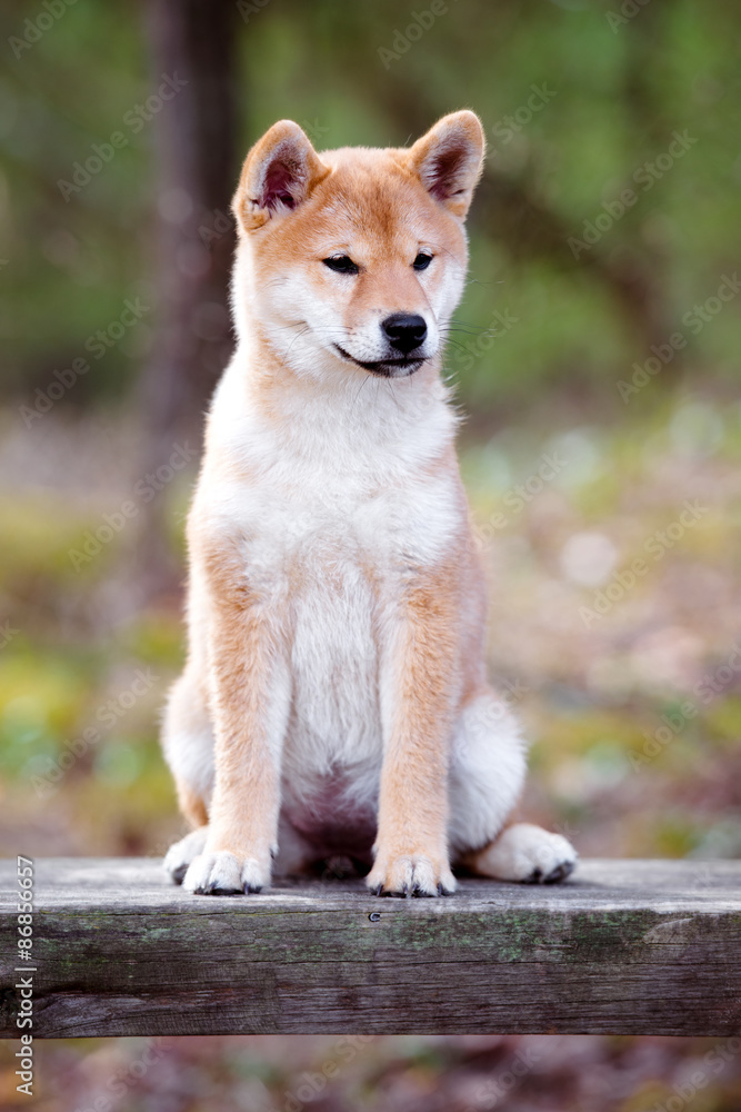 adorable red shiba inu puppy sitting outdoors adorable red shiba inu puppy sitting outdoors
