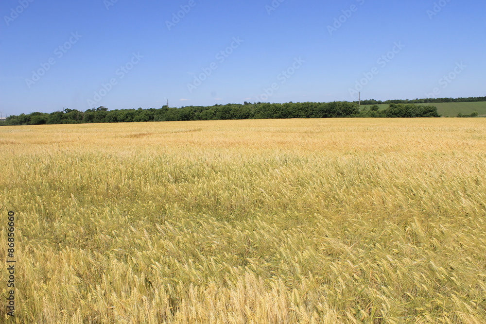 Field of wheat