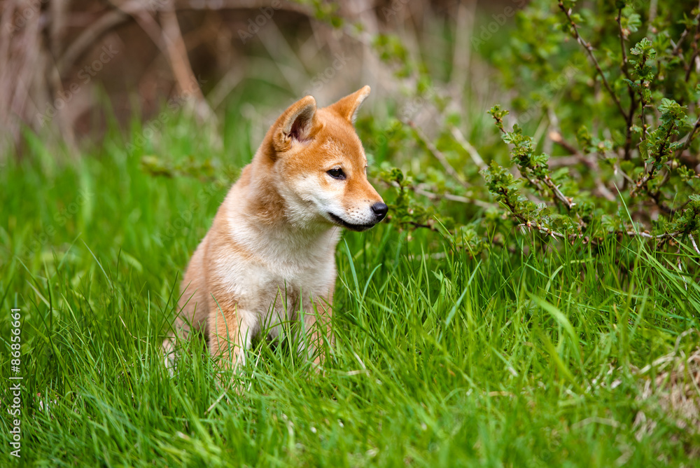 adorable red shiba inu puppy walking outdoors in summer