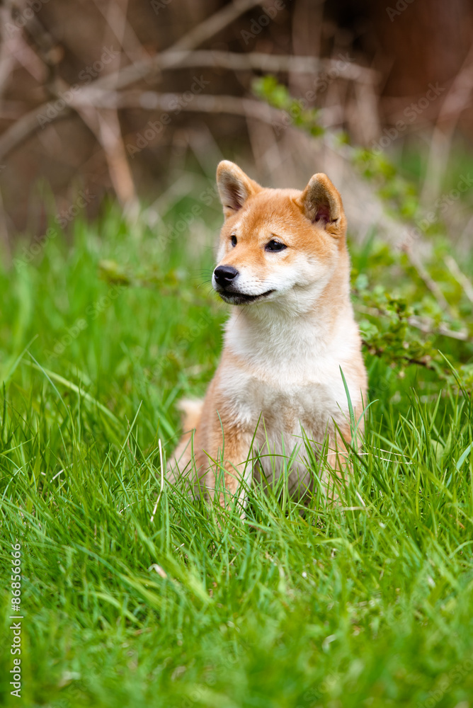 adorable red shiba inu puppy sitting on grass adorable red shiba inu puppy sitting on grass