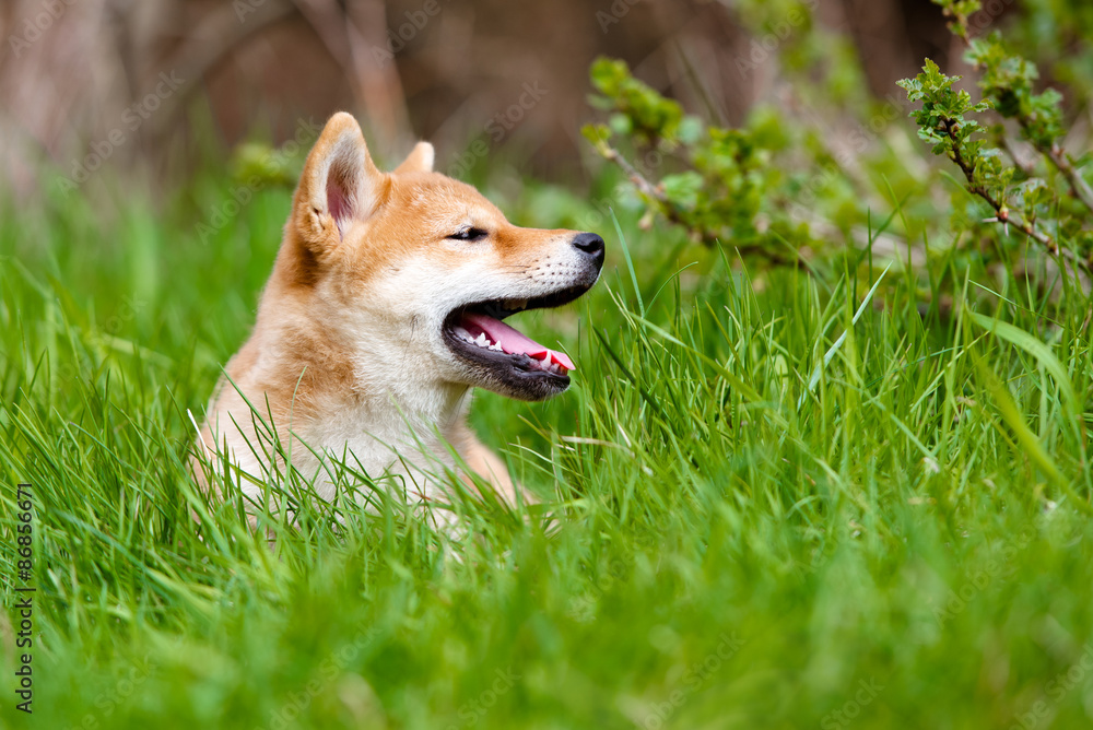 adorable red shiba inu puppy lying down on grass